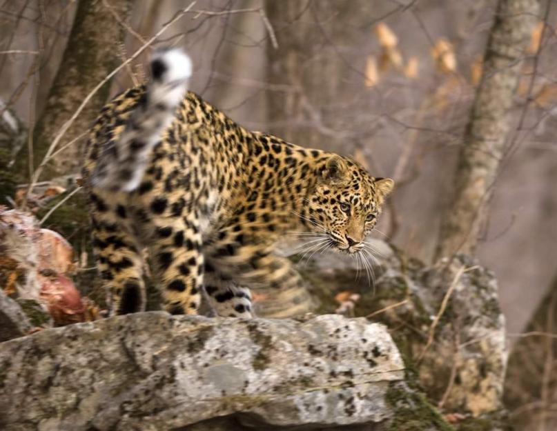 Дальневосточный амурский леопард описание на английском языке. Дальневосточный (амурский) леопард - красивый и редкий зверь. Что уже сделано