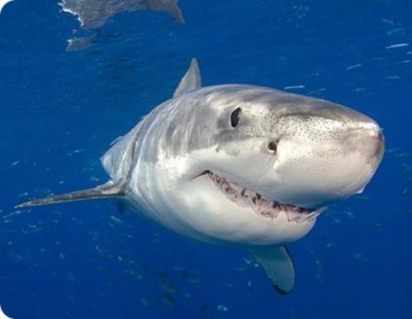 أكبر سمكة قرش بيضاء.  القرش الأبيض العظيم: عدو أم فريسة؟  حجم القرش الأبيض