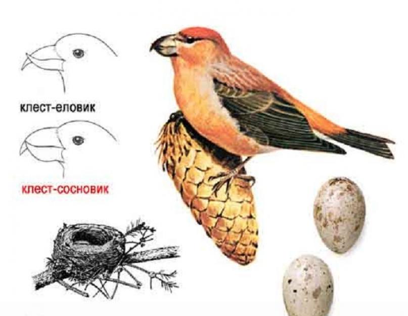 Unde își petrec iernile crossbills?  Crossbill este o pasăre cântătoare de pădure din familia cintezelor.  Spruce crossbill: descriere, stil de viață