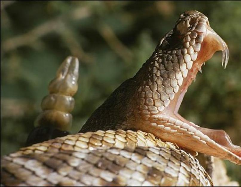 Гадюка – самая опасная змея наших широт. Дневник среднестатистической женщины К какой группе относится гадюка