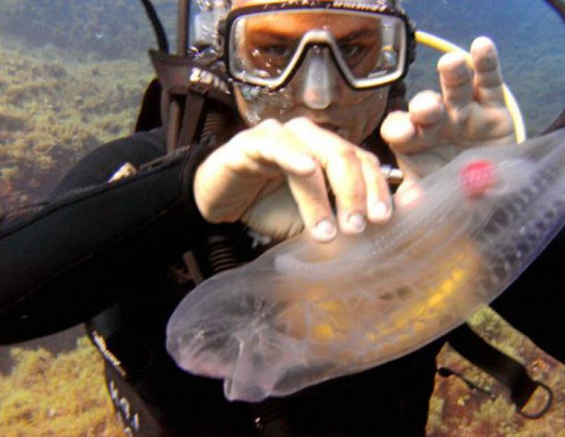 Бочкоглаз - рыба с прозрачной головой. Малоротая макропинна, или рыба с прозрачной головой (бочкоглаз)