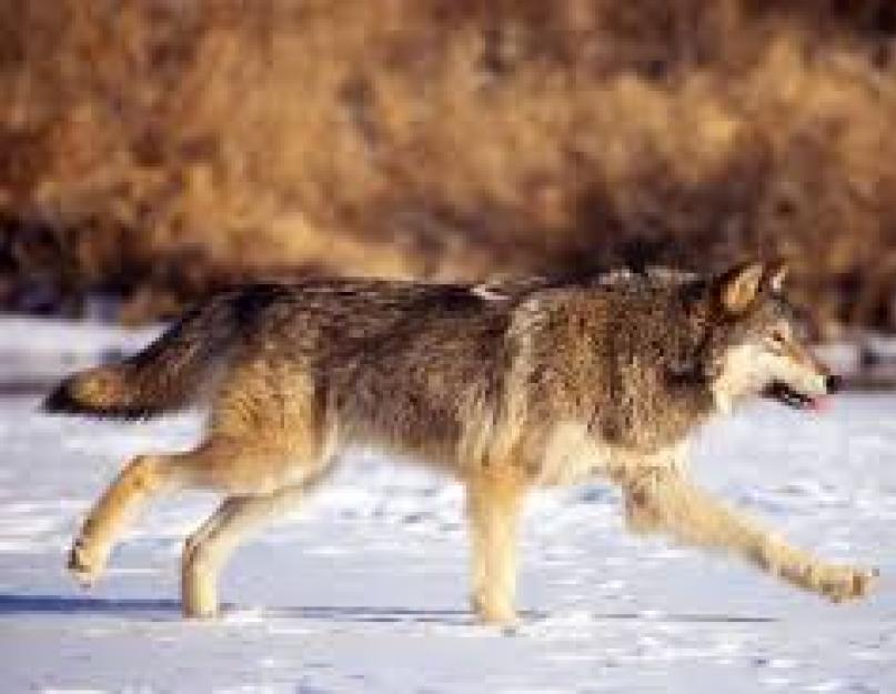 Kur gyvena ir ką valgo vilkas?  Laukiniai plėšrūs gyvūnai vilkai: aprašymas, gražios nuotraukos ir paveikslėliai, video apie vilkų gyvenimą, doc.  filmai
