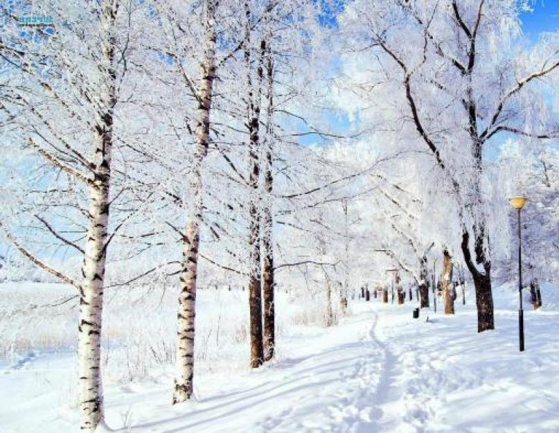 Зимние явления природы. Зимние явления в неживой природе Какие явления в живой природе зимой