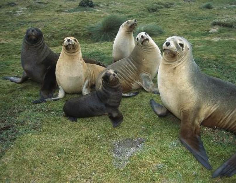 Тюлень – морской увалень. Виды тюленей, фото и названия Тюлень какой