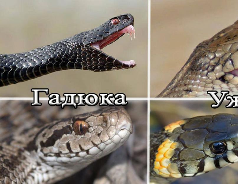 Насколько опасен для человека уж и как его отличить от других змей, гадюки. Что делать если уж укусил человека? Нападение ужа на человека
