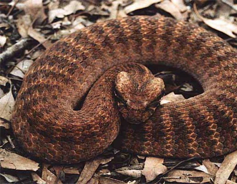 Gražiausios ir pavojingiausios gyvatės.  Nuodingiausios gyvatės pasaulyje