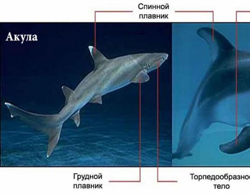 القرش مقابل الحوت القاتل - معركة الحيوانات المفترسة الخطرة.  Orca أم القرش: من هو أقوى وأكبر