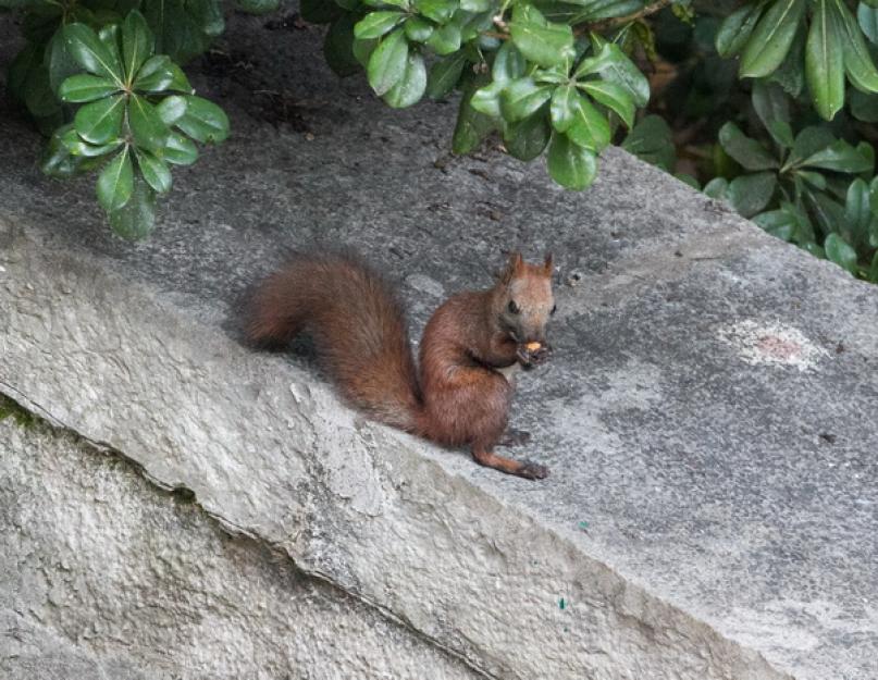 A „Mókus télen” beszélgetés kivonata.  Közönséges mókus - a mókus jellemző tulajdonságai Hogyan hibernál a mókus télen