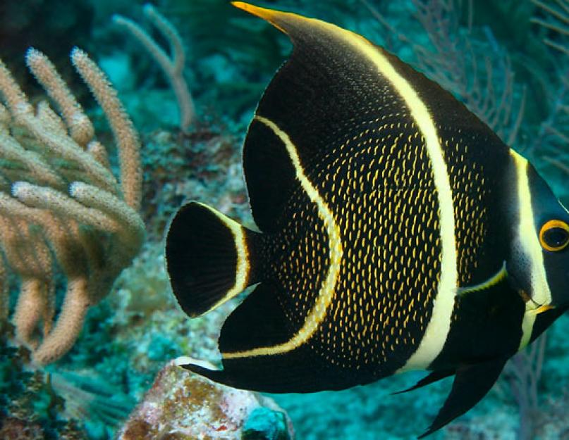 حقائق مثيرة للاهتمام حول ملاك السمك.  حقائق مثيرة للاهتمام أصل Angelfish والوصف