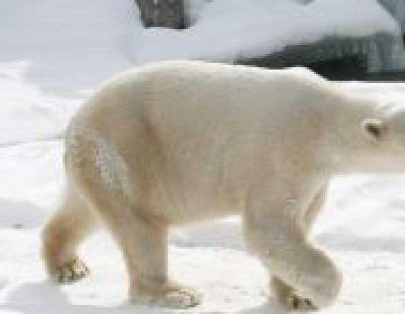 Белый медведь и другие животные. Белый (полярный) медведь. Справка. Чем питаются белые медведи