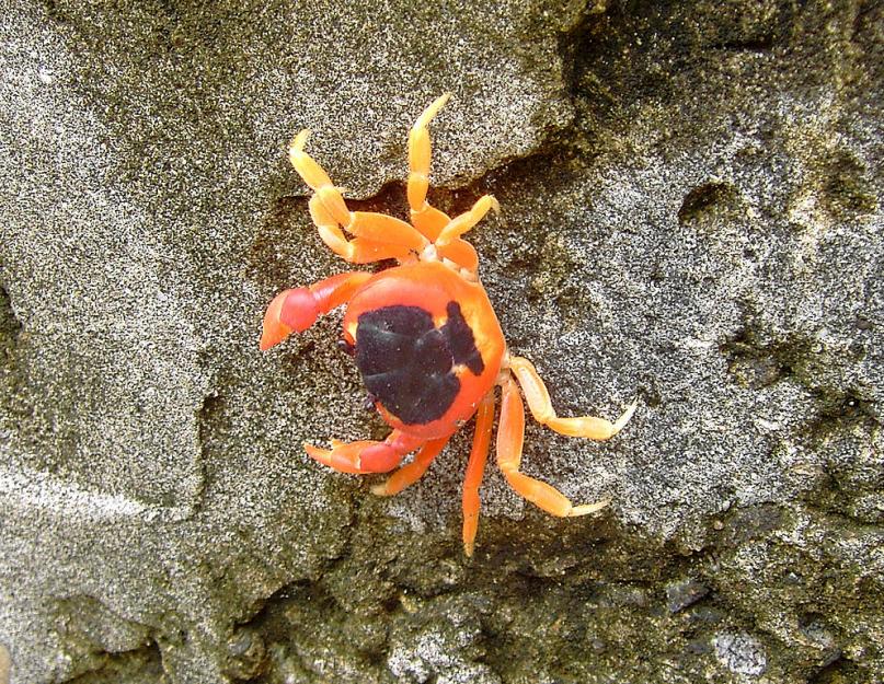 A šta ako rak stigne.  Crab spider.  Džinovski japanski pauk rak.  Žuti pauk koji izgleda kao rak.  Najveći artropod