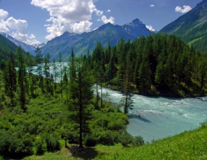 Altajaus yra unikalių medžių šalis.  Altajaus – unikalių medžių kraštas Kaip vadinasi Altajaus beržynas