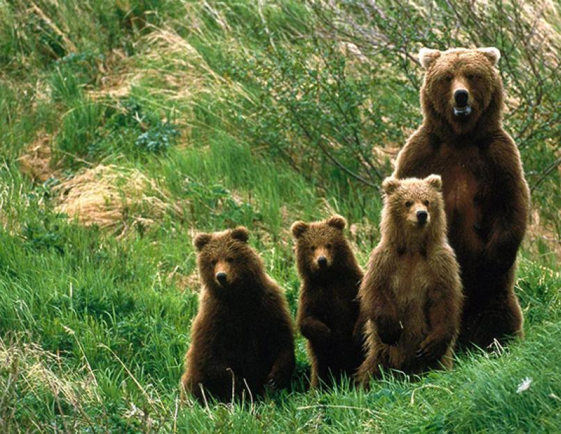 أين تعيش الدببة البنية في أي بلد.  الدب البني: وصف موجز والوزن والأبعاد.  عادات الدب البني.  خصائص تربية الدب البني