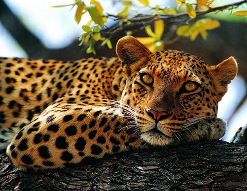 Kaip vaikšto leopardas.  Leopardo aprašymas: kur gyvena ir gyvena įvairios populiacijos.  Tolimųjų Rytų leopardo aprašymas