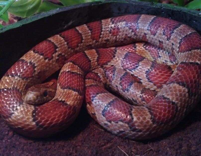 Teksaso gyvatė arba baltoji žiurkės gyvatė.  Nepavojingas, nenuodingas, kilniai gražus.  Ross Allen žiurkė gyvatė Žiurkė gyvatė maitinasi
