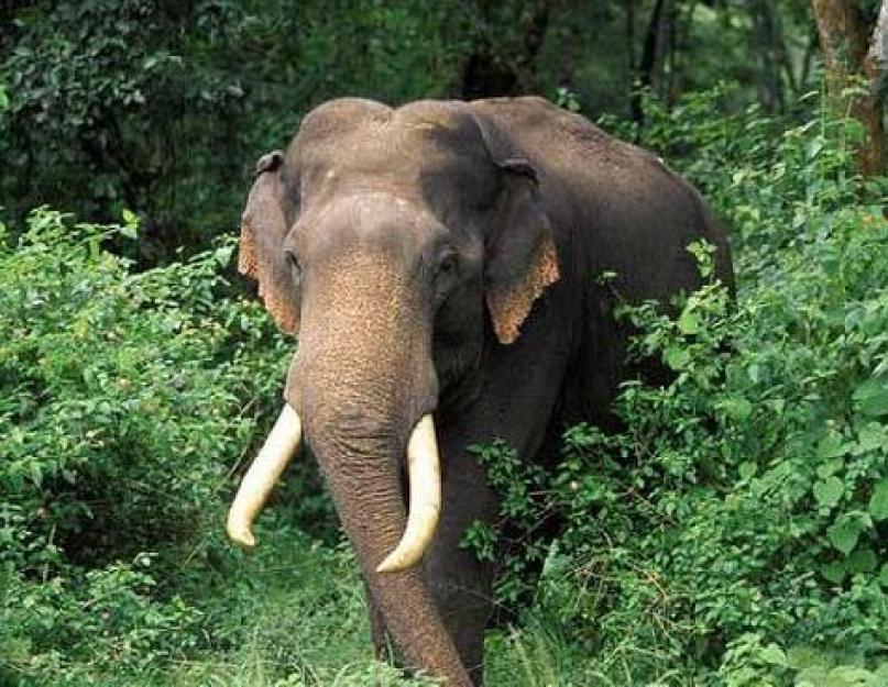 سيرة الفيل الهندي.  كم سنة يعيش الفيل؟  أعضاء وأجزاء أخرى من الجسم