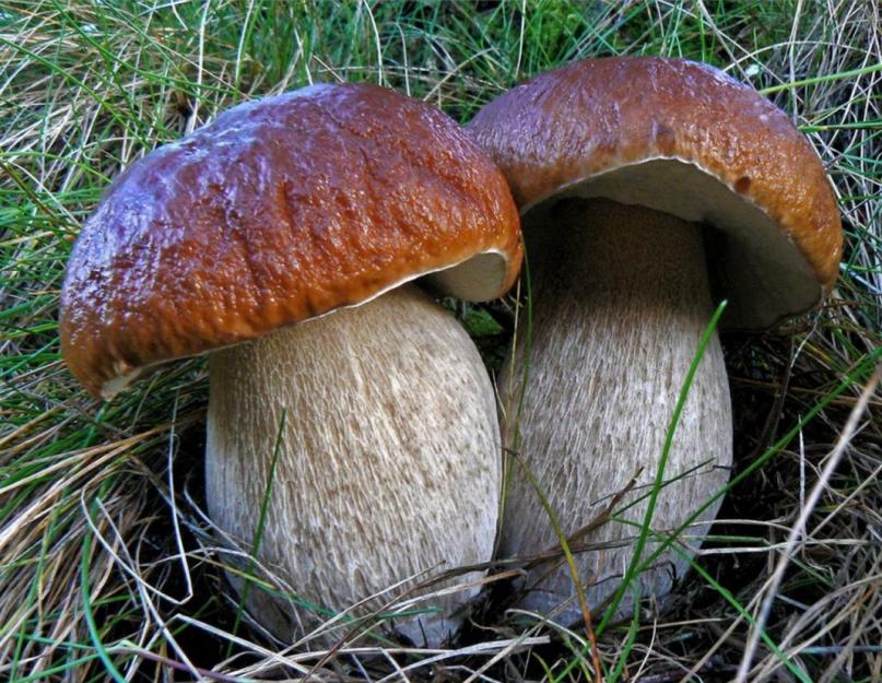 Съедобные и несъедобные грибы список. Список опасных и ядовитых грибов с описанием и фото. Полезные свойства грибов