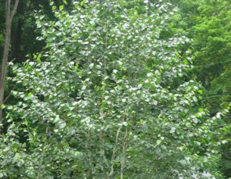 شجرة البتولا في الربيع.  البتولا هي منطقة كلاسيكية في الضواحي.  الهبوط والرعاية