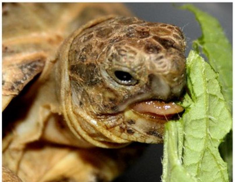 Сухопутные домашние черепахи: всё, что стоит знать о таком питомце. Детская страничка: Как ухаживать за черепахой