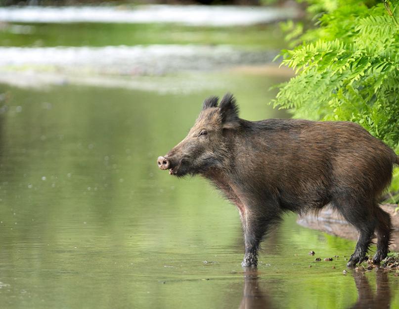 Сколько живет домашняя свинья. Размножение кабана Где обитают кабаны