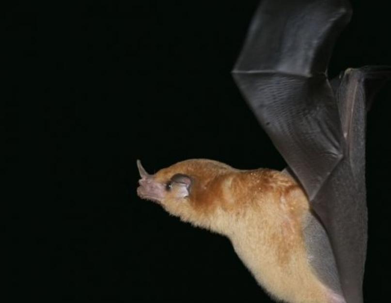 هل تصرخ الخفافيش.  تمتلك الخفافيش جهازًا متطورًا للكلام.  لماذا الخفافيش خطرة؟