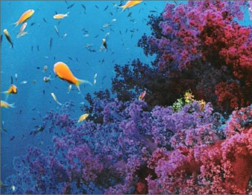 Кораллы - это животное или растение? Где в природе встречаются кораллы? Кораллы — это животные или растения? Давайте разбираться Как образуются коралловые рифы