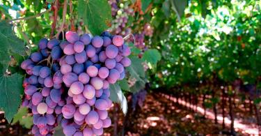 Homemade grape wine