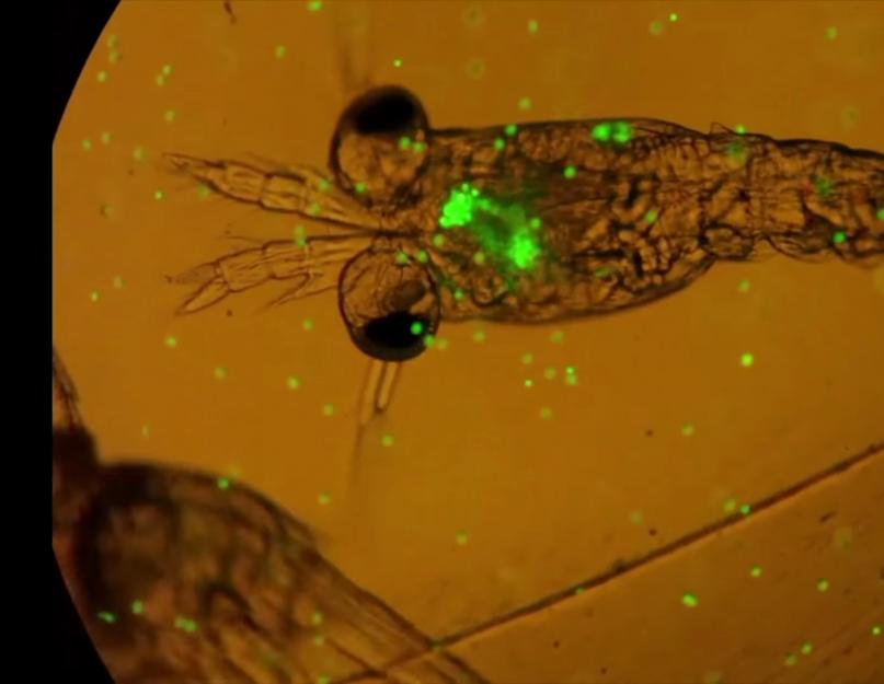 Бактерии едят пластик фильм. Биологи открыли бактерии, способные пожирать 