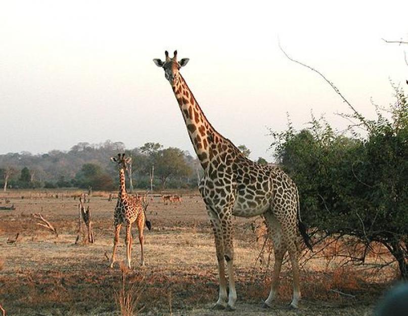 Чем питается жираф. Где живут жирафы? Какова среда обитания жирафов и как они к ней приспосабливаются