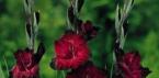 Gladioli: virágzat kivágása és tárolása
