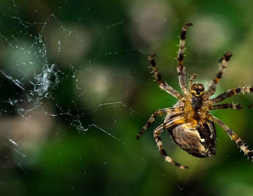 Какие узлы использует паук, когда плетёт паутину? Как и почему паук плетет свою паутину