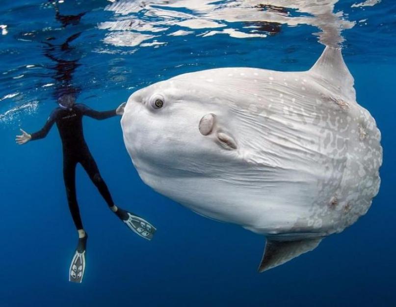 Holdhalak méretei és súlya.  Hold hal.  Kényelmes vízhőmérséklet