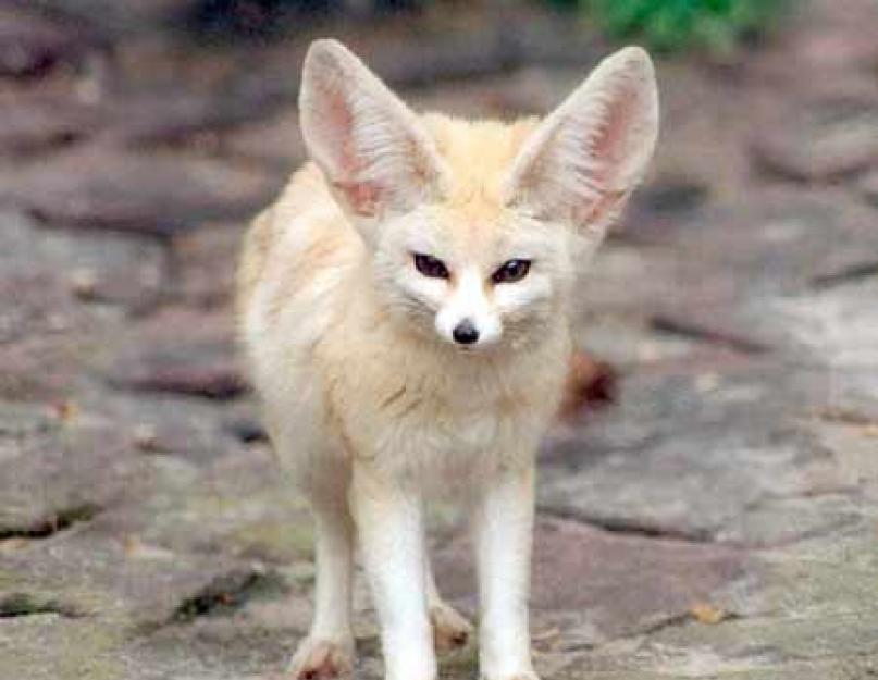 حيوان فنك: الوصف ، الصورة.  فنك الحيوان - ثعلب ذو أذنين.  صورة Fenech fox والوصف