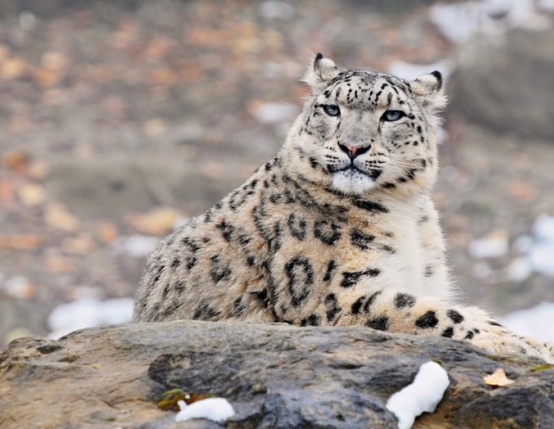 Kalnų savininkas yra snieginis leopardas.  Sniego leopardo klausimai vaikams