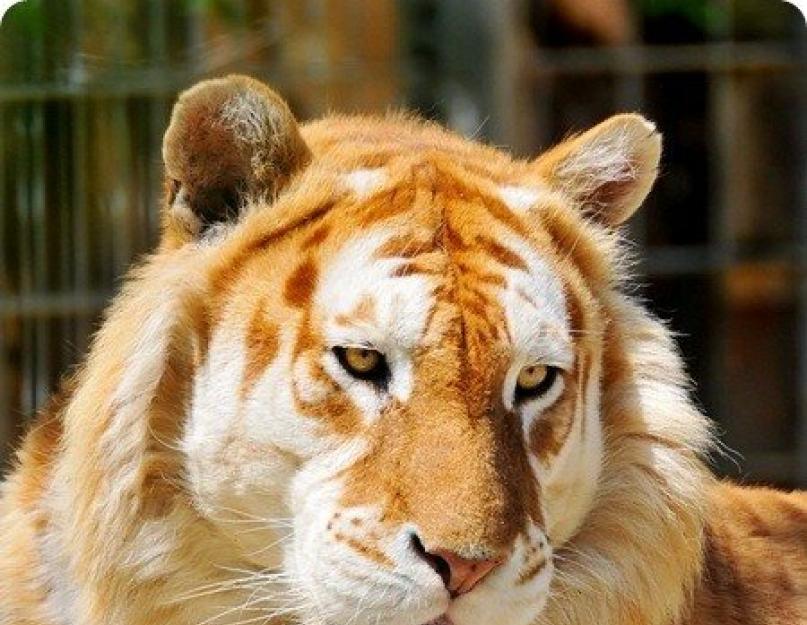 A fehér tigris egy állat, ahol élnek.  Hol él egy tigris és mit eszik?  Hol él az amuri tigris?  A bengáli tigris leírása