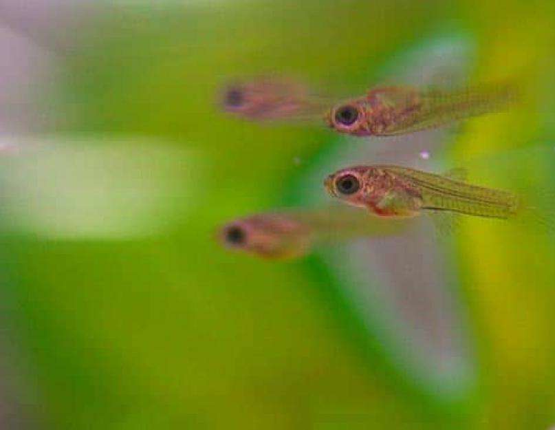 Особенности размножения рыб. Как размножаются рыбы в аквариуме – увлекательный подводный мир в нашем доме