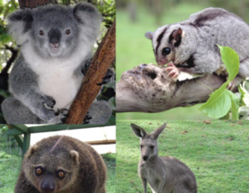 Australijos gyvūnas su maišeliu.  Australijos gyvūnai: kakadu, kengūra, vombatas, rojaus paukštis, marsupial velnias, koala, plekšnė, echidna, emu.  Nelygus kilimų ryklys