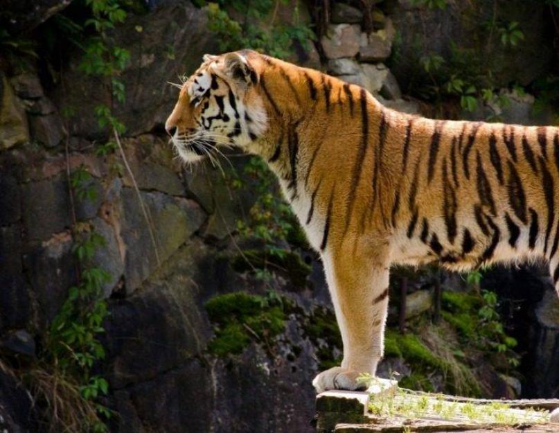 Сколько рождается тигрят. Тигр — рожденный быть свободным. Кто сильнее – лев или тигр