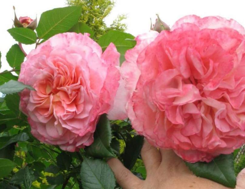 Rosa augusta louisa rózsák enciklopédiája.  A rózsatermesztés leírása és szabályai August Louise.  Termesztés és gondozás
