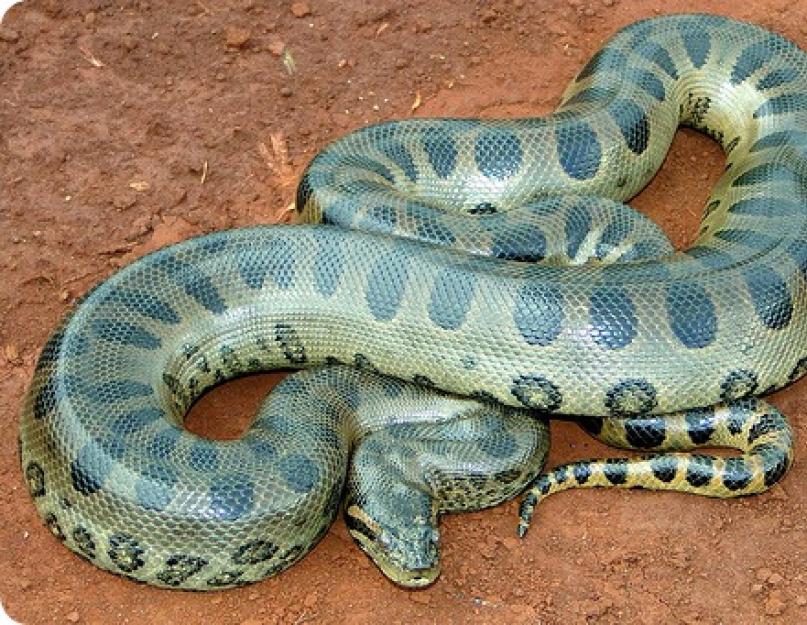 Hozzászólás anaconda Dél-Amerika témájában.  Hol él az anakonda: élőhelyek és szaporodás
