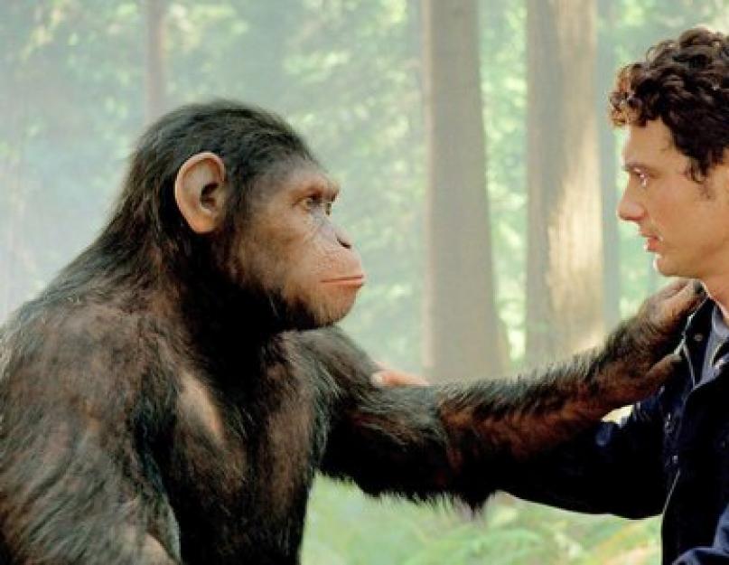 Csimpánz kéz szerkezete.  Az emberi kéz primitívebbnek bizonyult, mint a csimpánzkéz.  Sárgaarcú tarajos gibbon