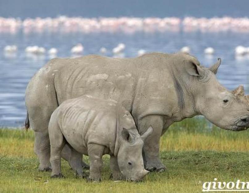 أكبر وحيد القرن.  وحيد القرن - وحيد القرن حيوان عملاق أعمى البصر