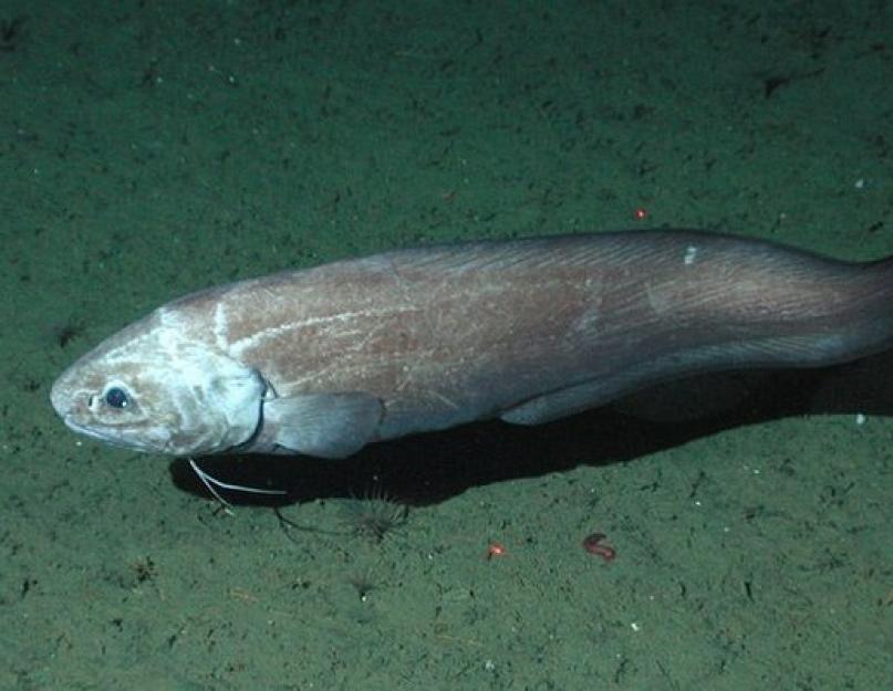 Mélytengeri hal Mariana.  A Mariana-árokban élő állatok.  Mélytengeri hal videó