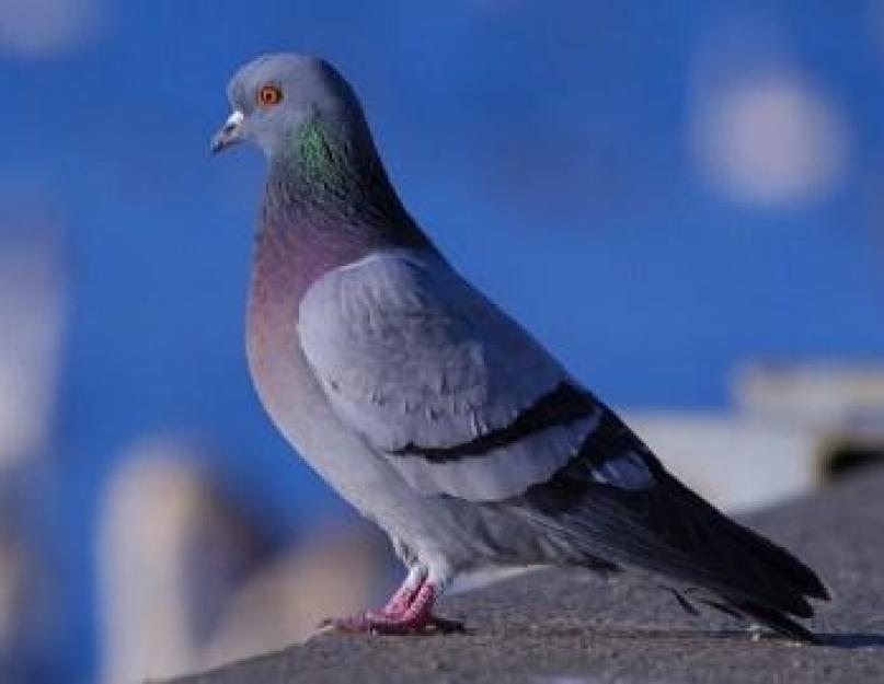 Приметы и суеверия про голубей. Народные приметы и суеверия про голубей