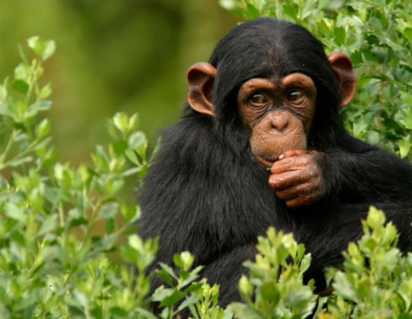 Kaip vadinamos mažos raudonos beždžionės?  Beždžionių rūšys.  Beždžionių rūšių aprašymas, pavadinimai ir savybės.  Diapazonas, buveinės