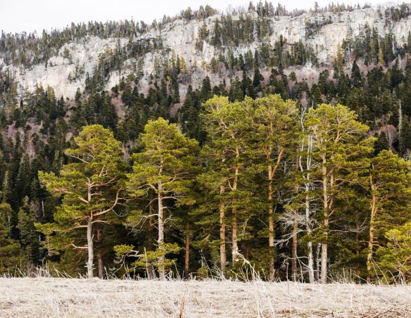 De ce toți copacii din Rusia sunt tineri, dar în America copacii sunt de lungă durată?  Dar în Rusia există mult cărbune.  De ce nu există pădure relictă în Siberia?  De ce nu există copaci vechi?