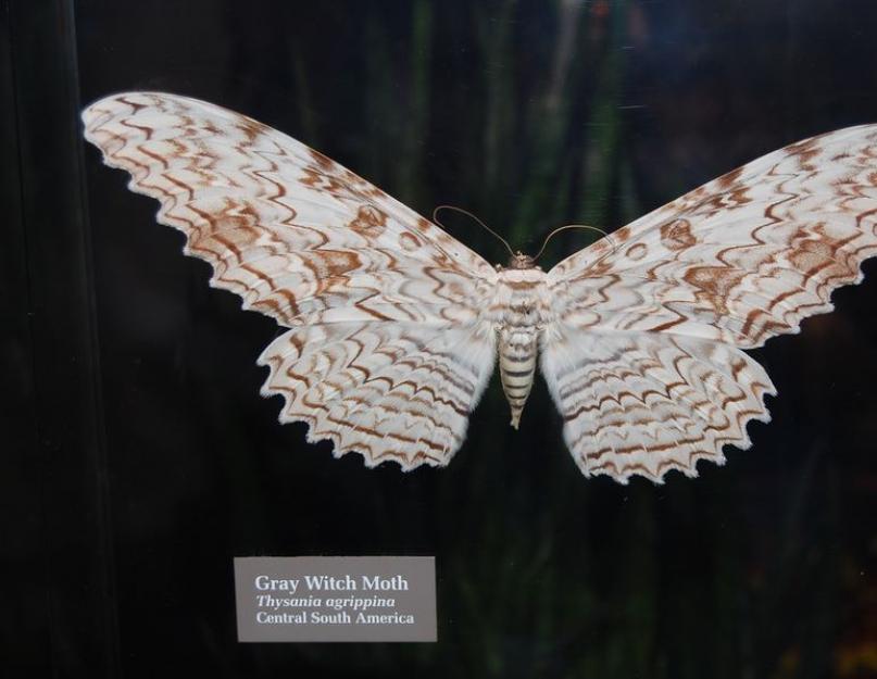 الفراشة الرمادية agrippa.  أكبر فراشة في العالم.  فراشة طائر جالوت