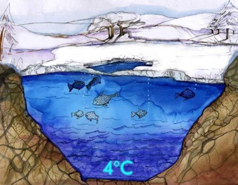 لماذا لا تتجمد المياه في الخزانات إلى القاع في الشتاء؟  النظام الحراري للأنهار الغطاء الجليدي والإضاءة وسلوك الأسماك