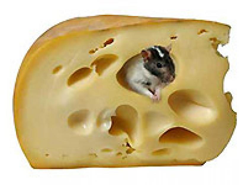 Мышь – описание, виды, где обитает, чем питается, фото. Домовая мышь (Mus musculus)