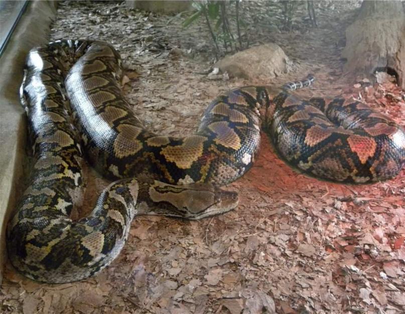 A leghosszabb mérges kígyó.  A világ legnagyobb kígyója